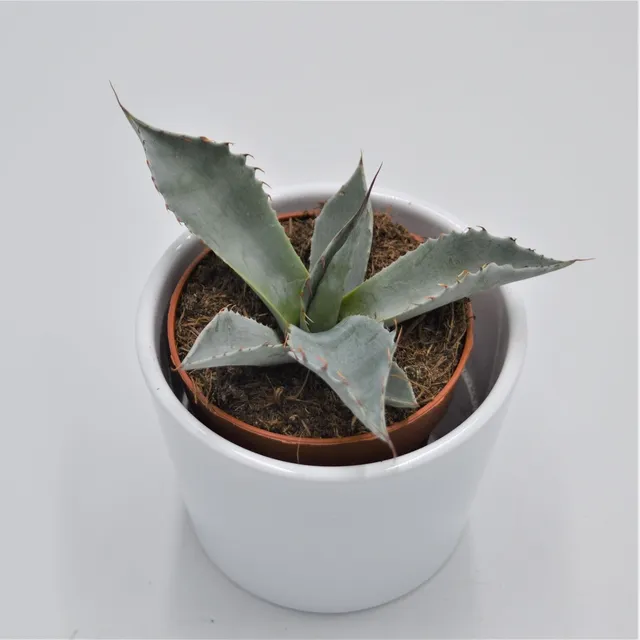 pasiora-agave-potatorum-sukkulente-8-5-cm-topf image 1