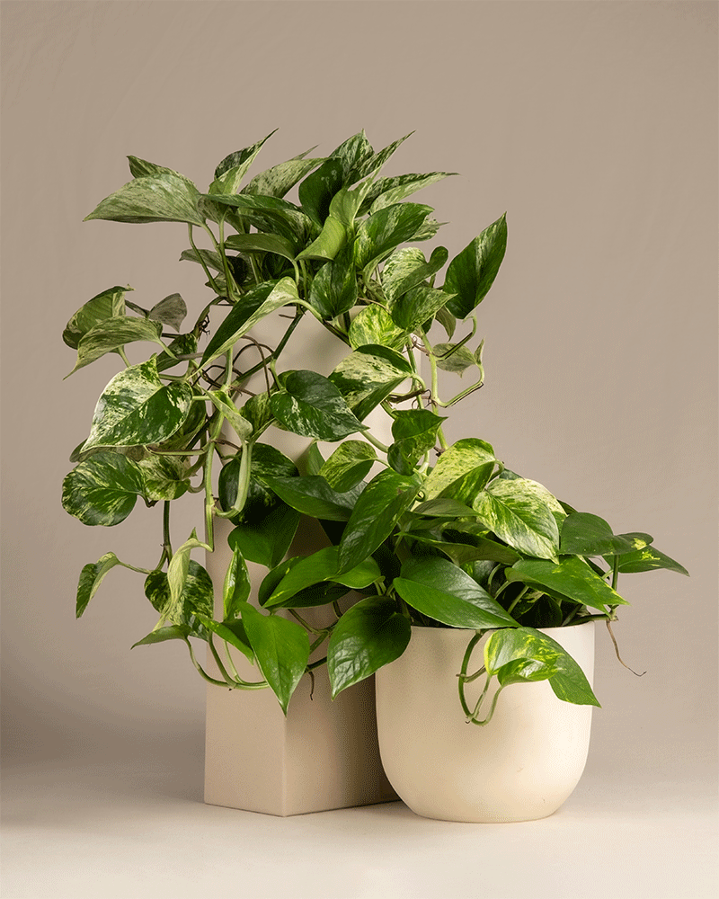 feey-h-nger-duo-efeutute-2x-gro-e-epipremnum-inkl-marble-queen image 6