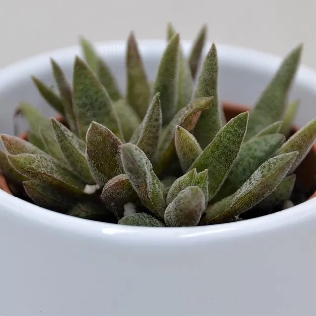 pasiora-crassula-schmidtii-sukkulente-6cm-topf image 1