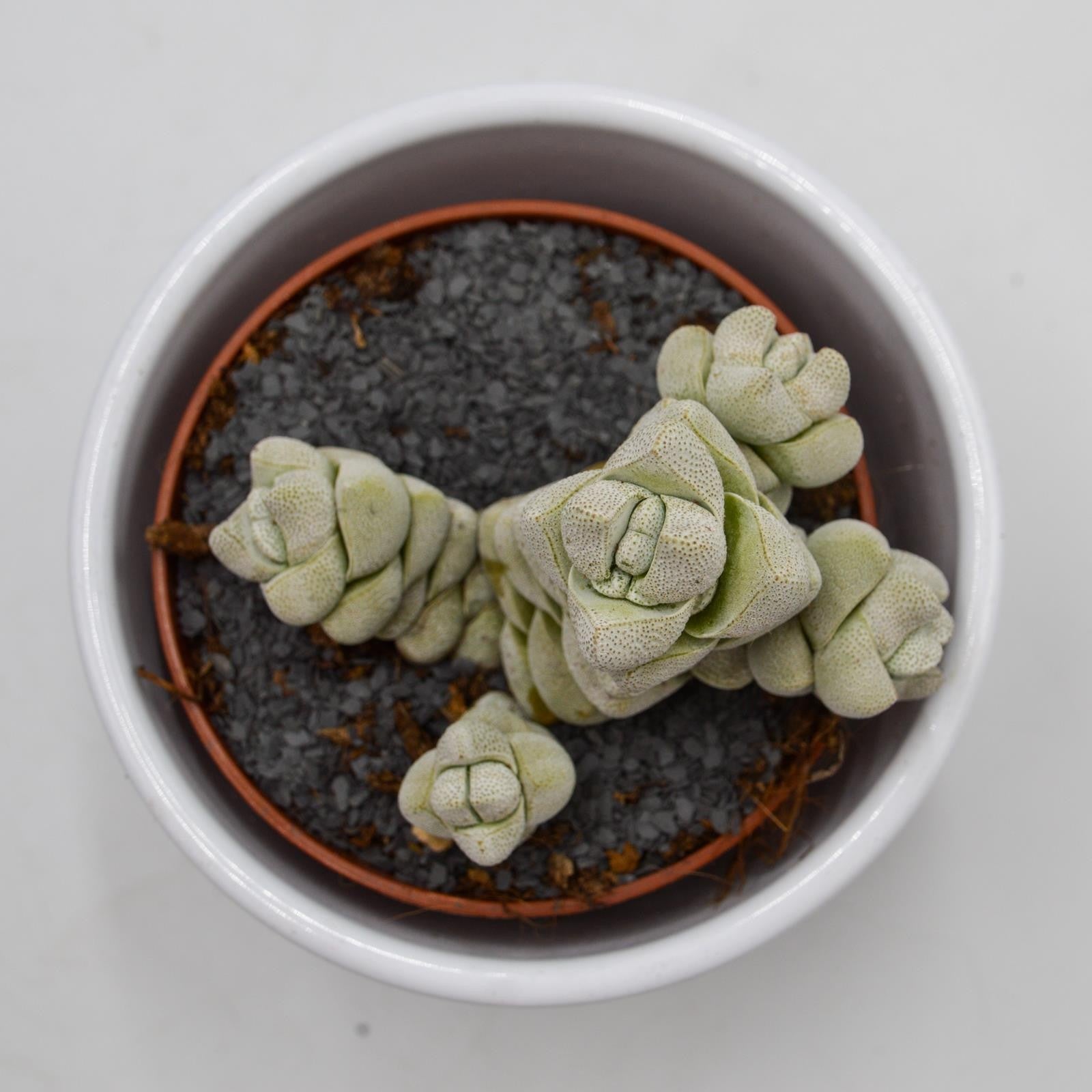 pasiora-crassula-moonstone-sukkulente-8-5-cm-topf image 1