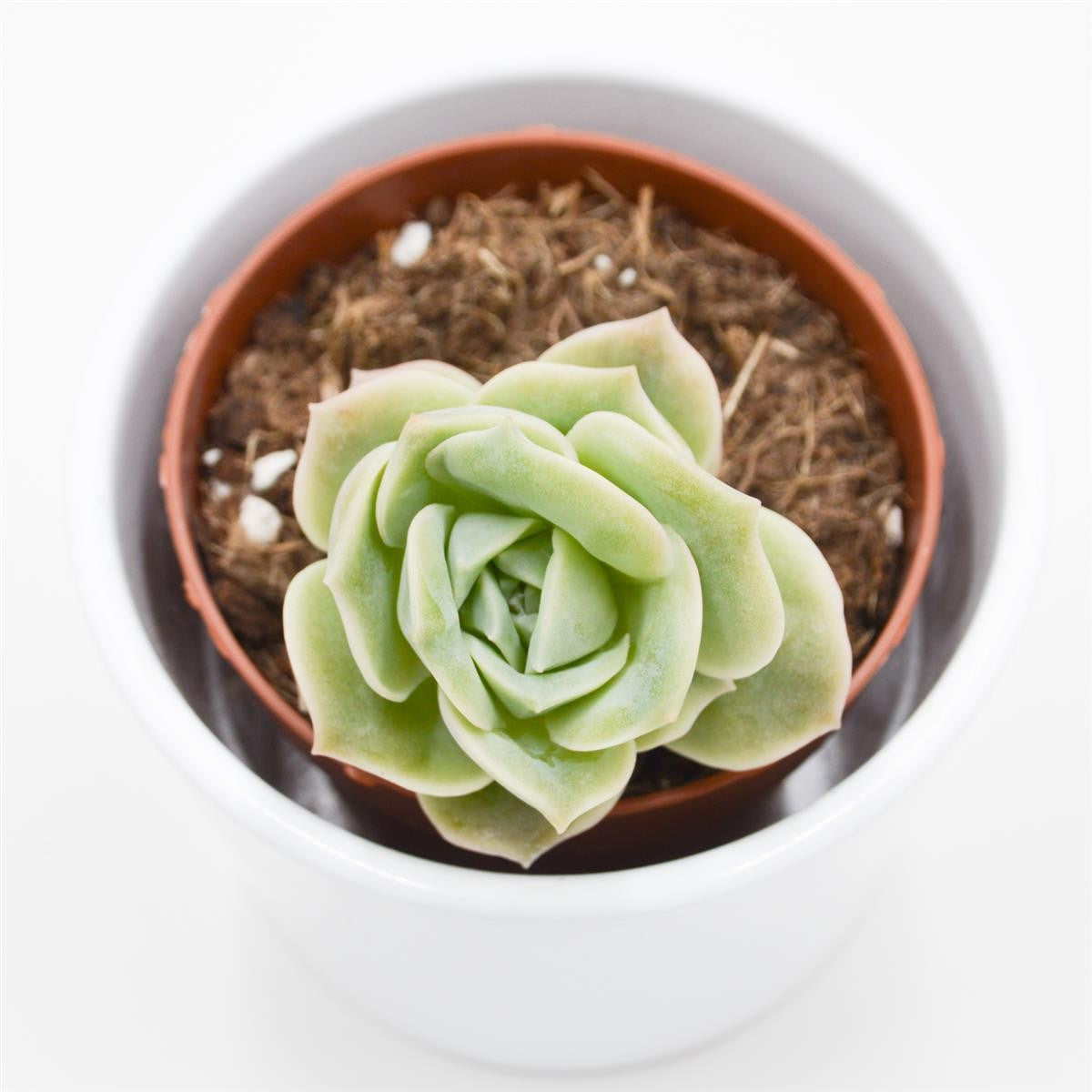 pasiora-x-graptoveria-lovely-rose-sukkulente-8-5cm image 2