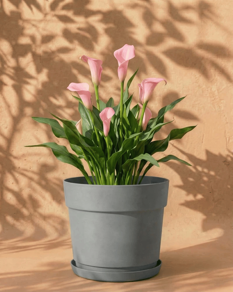 feey-calla-rosa-zantedeschia-garnet-glow-rhizome image 7