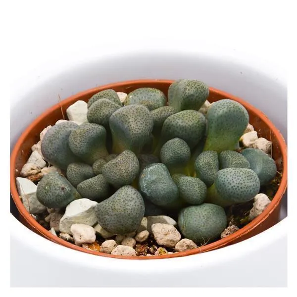 pasiora-aloinopsis-schooneesii-mini-sukkulente-5-5-cm-topf image 1