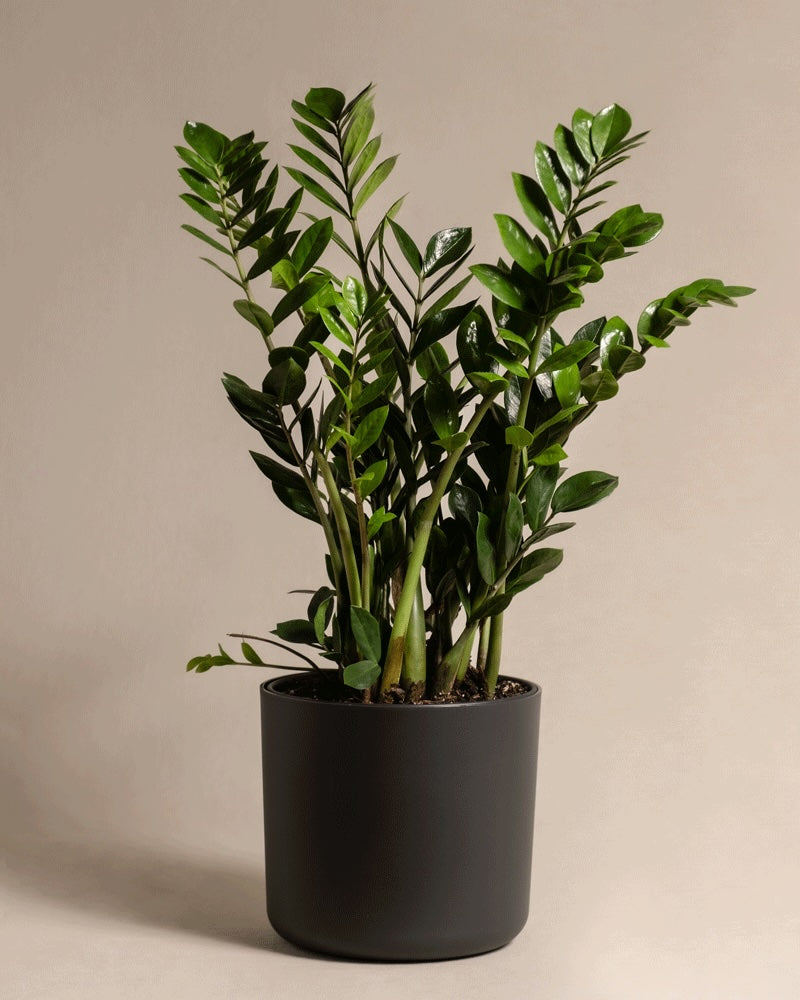 feey-lumi-kunststoff-topf-25-cm-durchmesser image 5