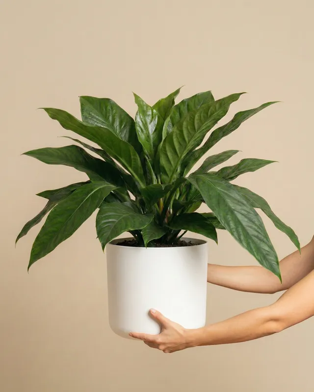 feey-anthurium-jungle-bush-xl-zimmerpflanze-gro image 1