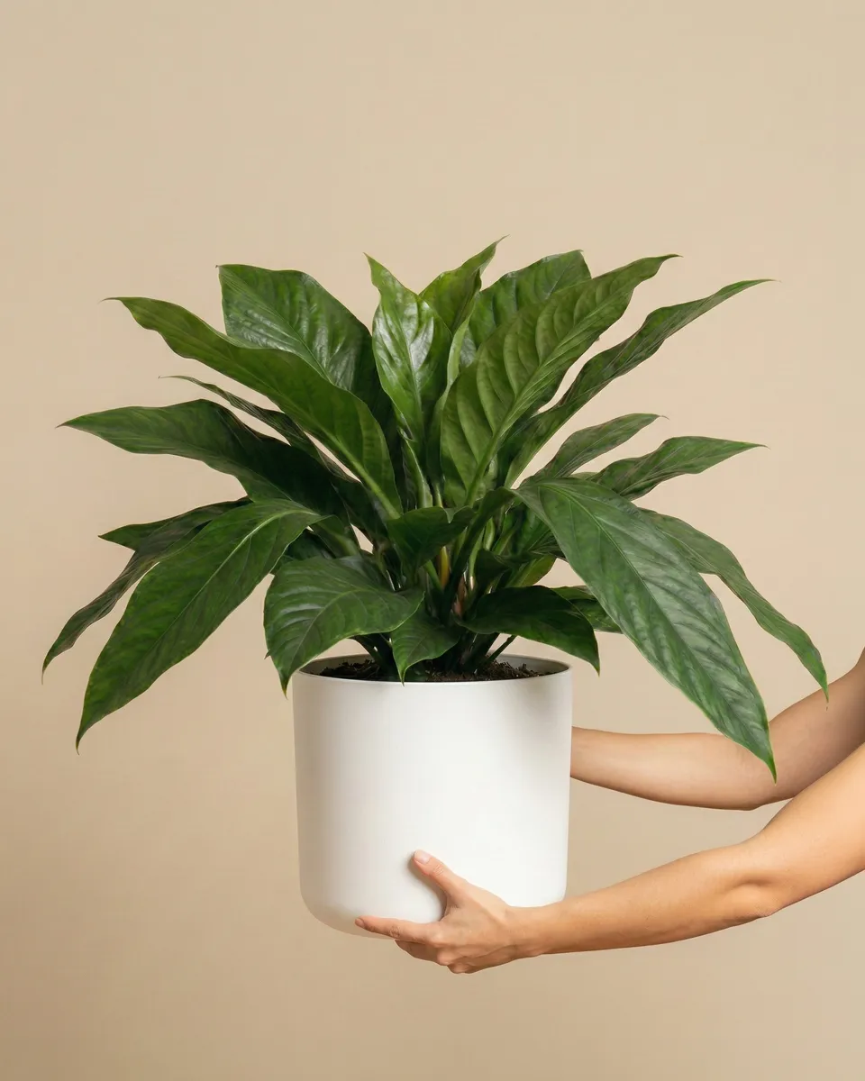 feey-anthurium-jungle-bush-xl-zimmerpflanze-gro image 1