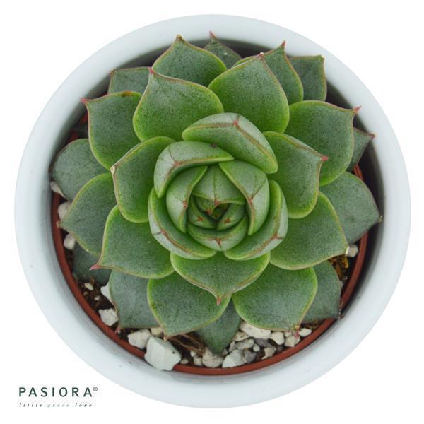 pasiora-echeveria-fabiola-syn-purpusorum-uranus-6cm image 1