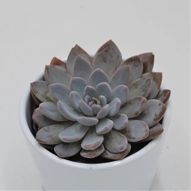 pasiora-x-graptoveria-lulu-sukkulente-9cm-topf image 1