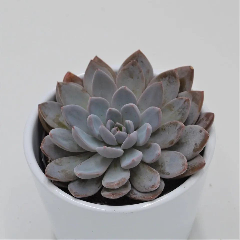 pasiora-x-graptoveria-lulu-sukkulente-9cm-topf image 1