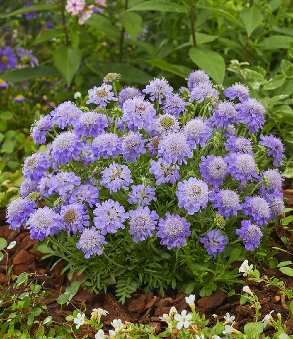 baldur-garten-skabiose-blue-eyes-staude-im-9x9-cm-topf-ca-15-cm image 2
