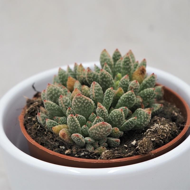 pasiora-crassula-ausensis-subsp-titanopsis-sukkulente-8-5cm image 1