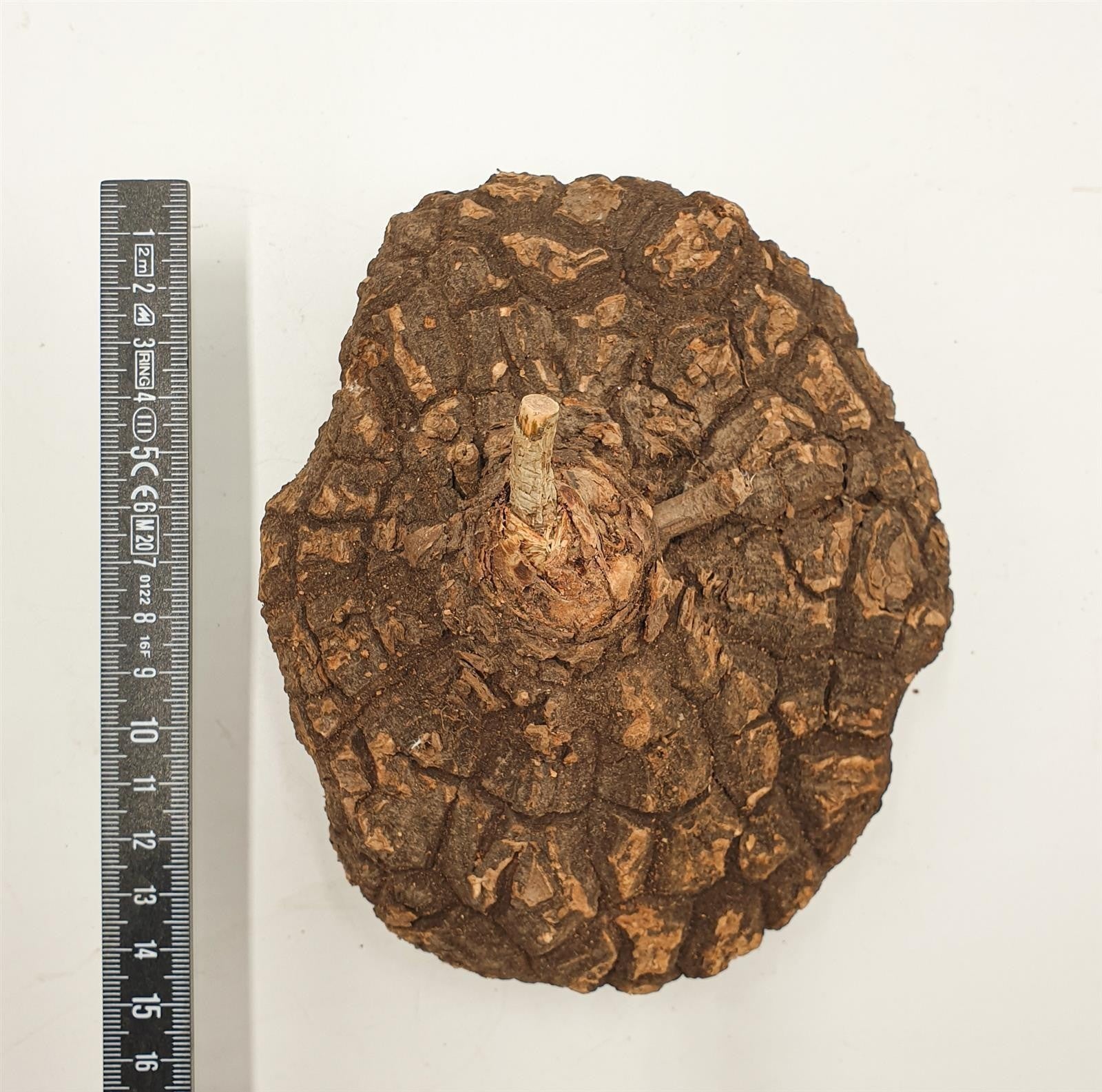 pasiora-dioscorea-mexicana-caudex-knolle-16-18cm image 2