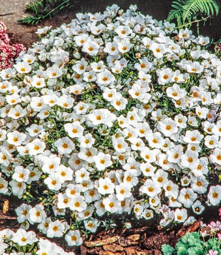 baldur-garten-bergsandblume-3x-bodendecker-im-9x9-cm-topf image 2