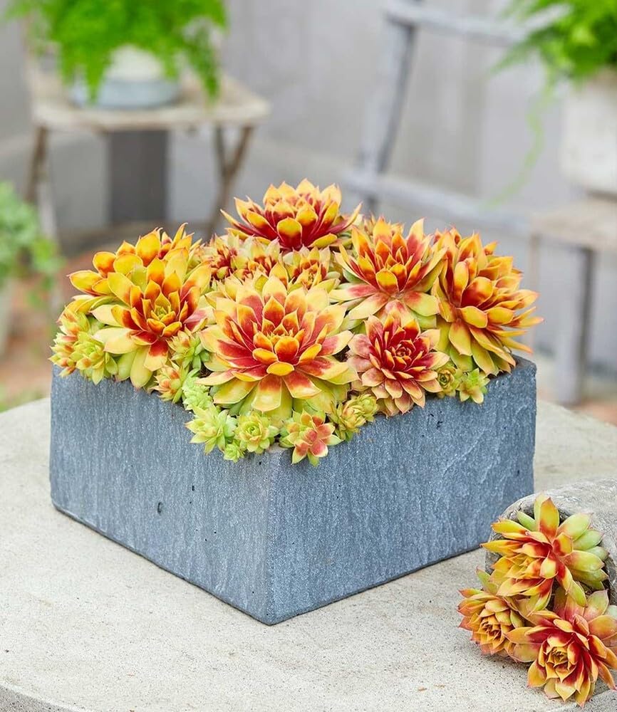 baldur-garten-sempervivum-gold-nugget-im-12-cm-xl-topf image 3