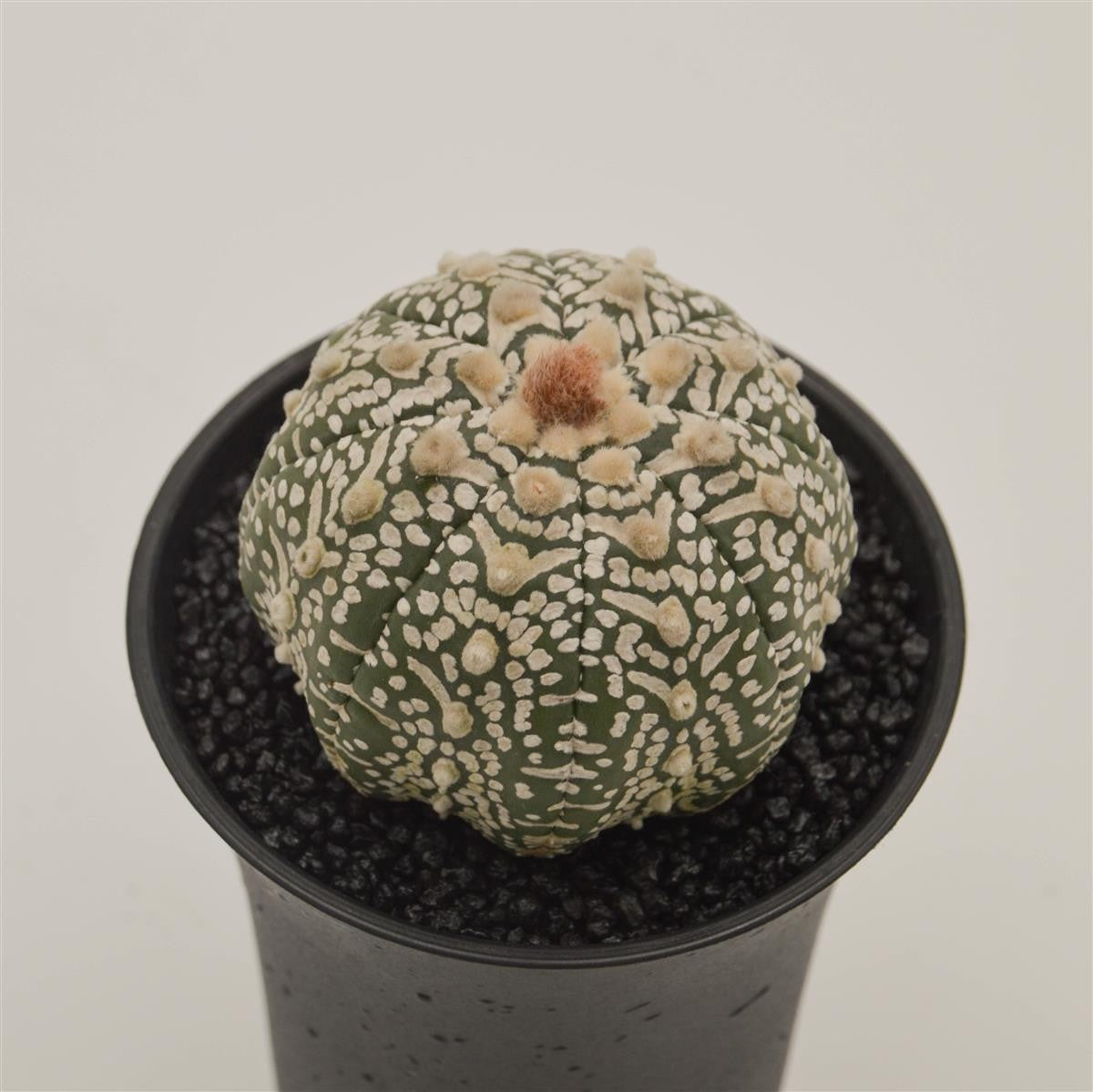 pasiora-astrophytum-asterias-bischofsm-tze-kaktus-im-8cm-topf image 1