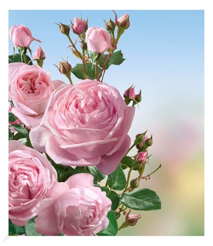 baldur-garten-delbard-kletterrose-nah-ma-wurzelnackt-3-5-m image 4