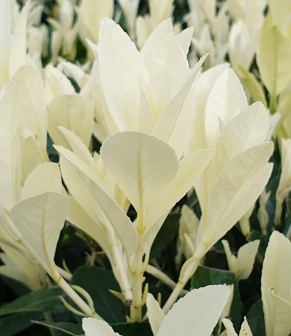 baldur-garten-euonymus-himalaya-2-liter-topf image 2