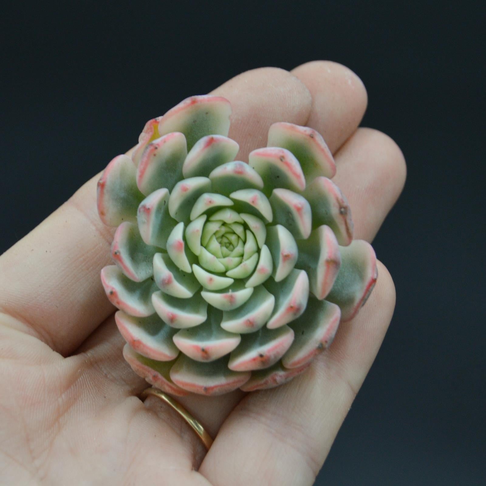 pasiora-echeveria-blue-jasmine-f-variegata-steckling image 1