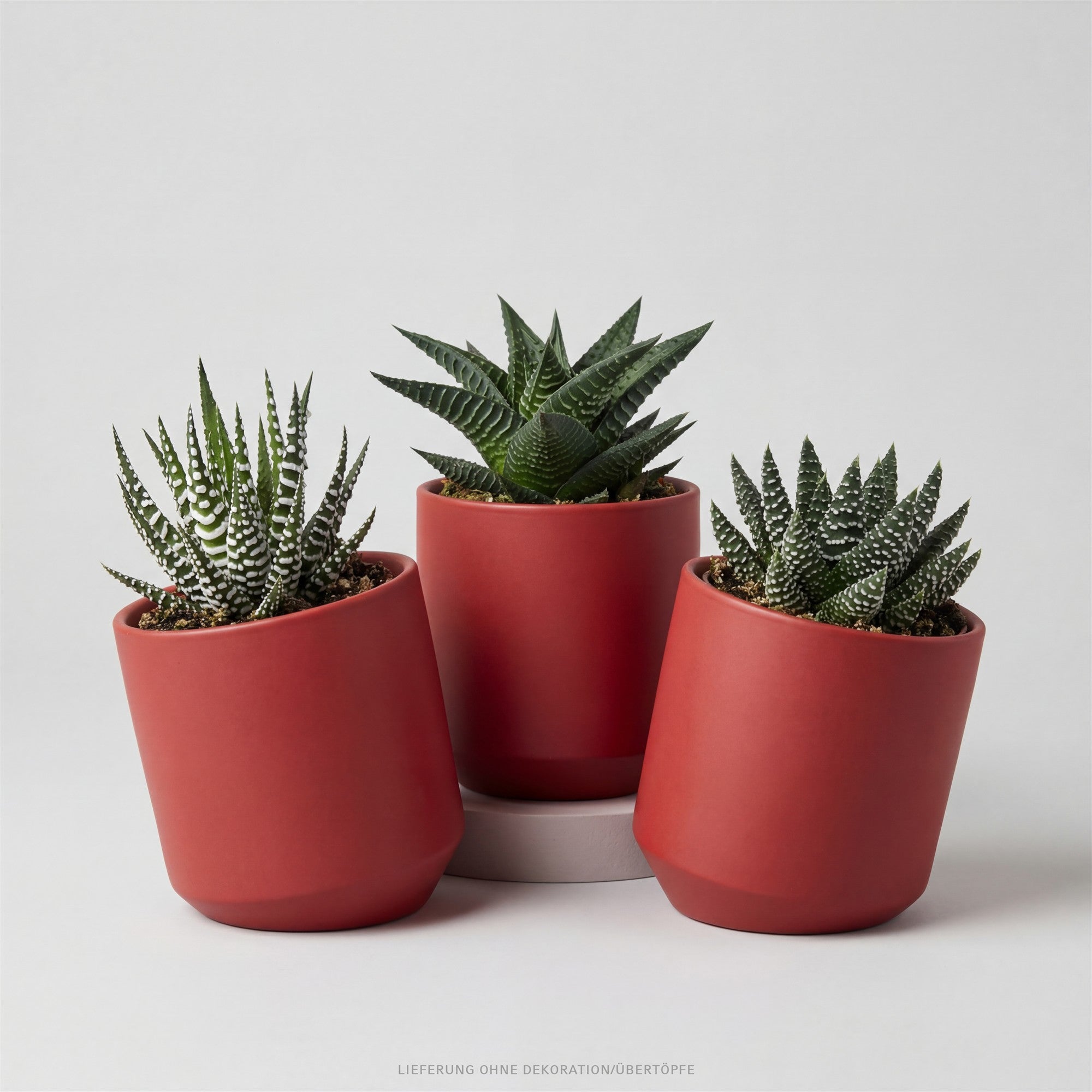 pasiora-haworthia-3er-sukkulenten-mix image 1