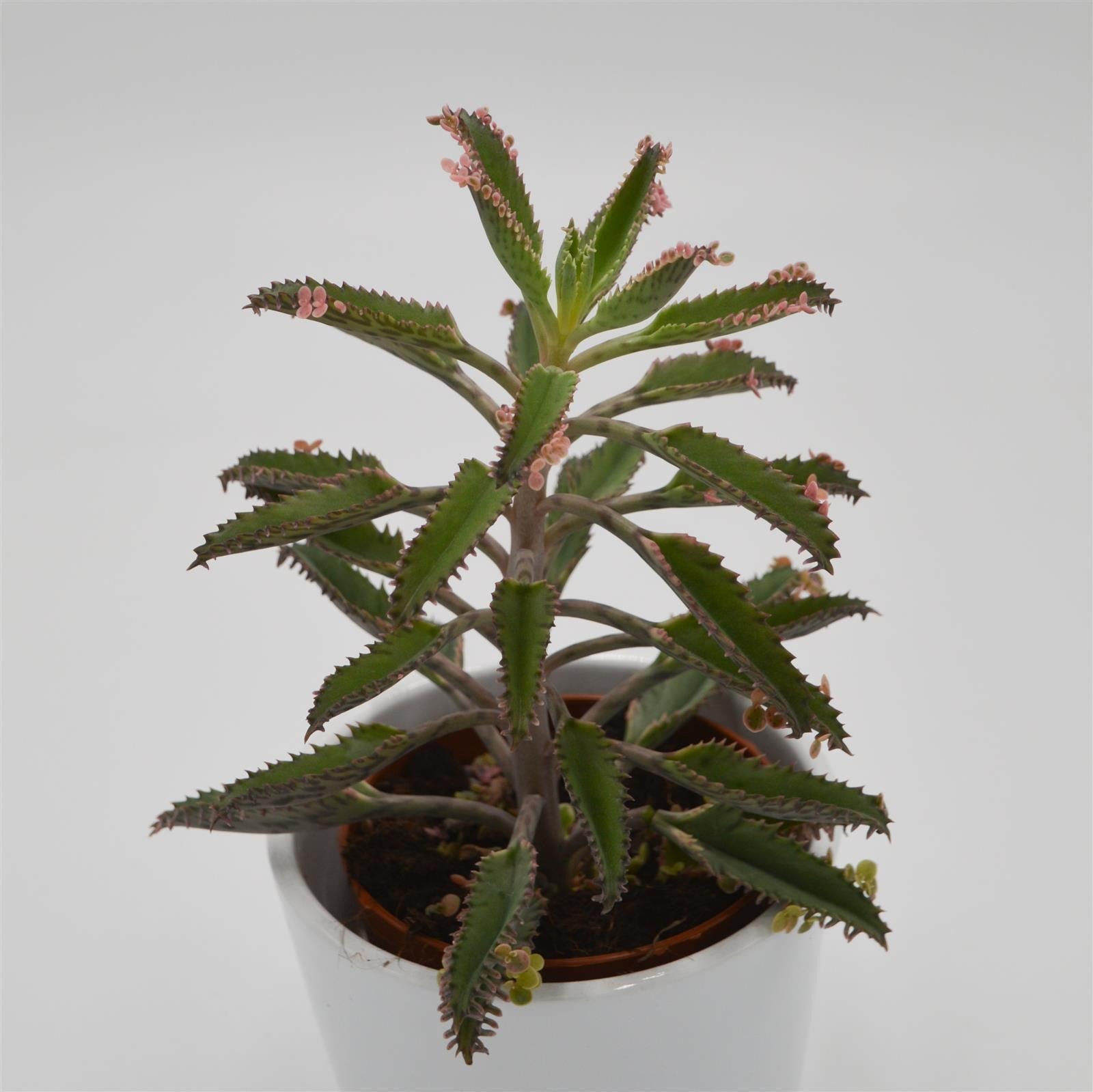 pasiora-kalanchoe-pink-butterfly-brutblatt-8-5-cm-topf image 2