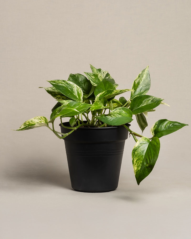 feey-gro-e-efeutute-marble-queen-h-ngepflanze image 3