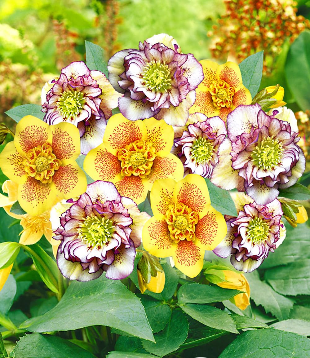 baldur-garten-gef-llte-christrosen-festival-mix-2er-set-9x9-cm-topf image 2
