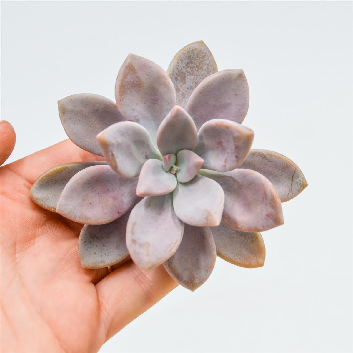 pasiora-graptopetalum-murasaki-steckling-sukkulenten-cutting image 1