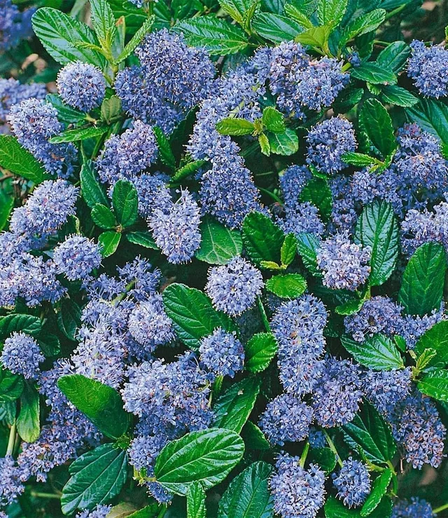baldur-garten-s-ckelblume-blauer-ceanothus-pflanze-im-13-cm-topf image 1