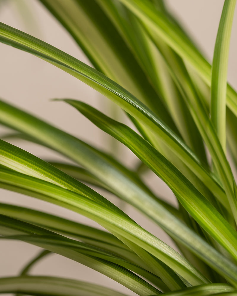 feey-kinderfreundliches-duo-calathea-roseoptica-gr-nlilie-im-set image 8