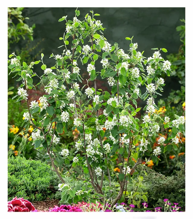 baldur-garten-felsenbirne-amelanchier-greatberry-garden-9x9-cm-topf image 1