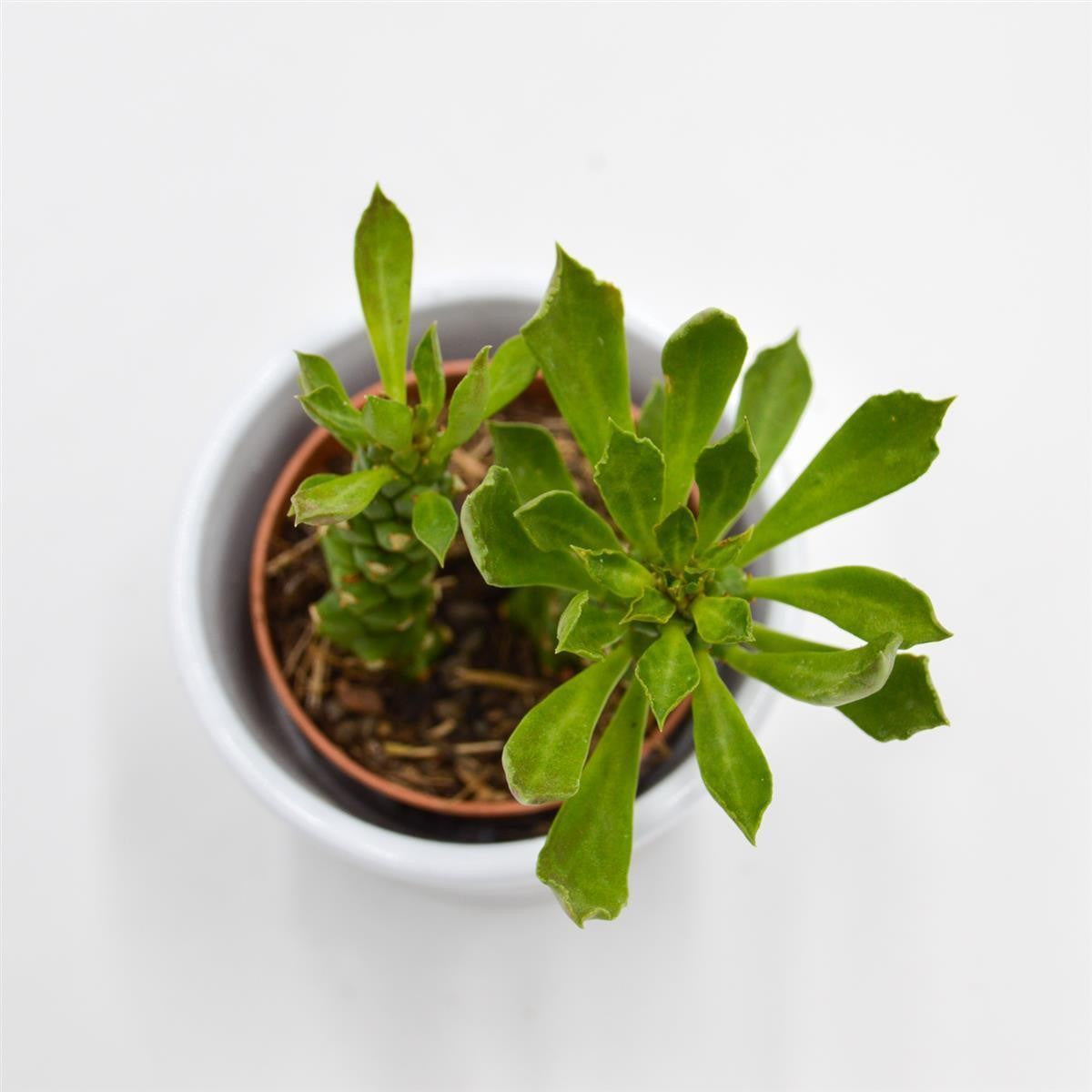 pasiora-monadenium-stapelioides-sukkulente-5-5-cm-topf image 5