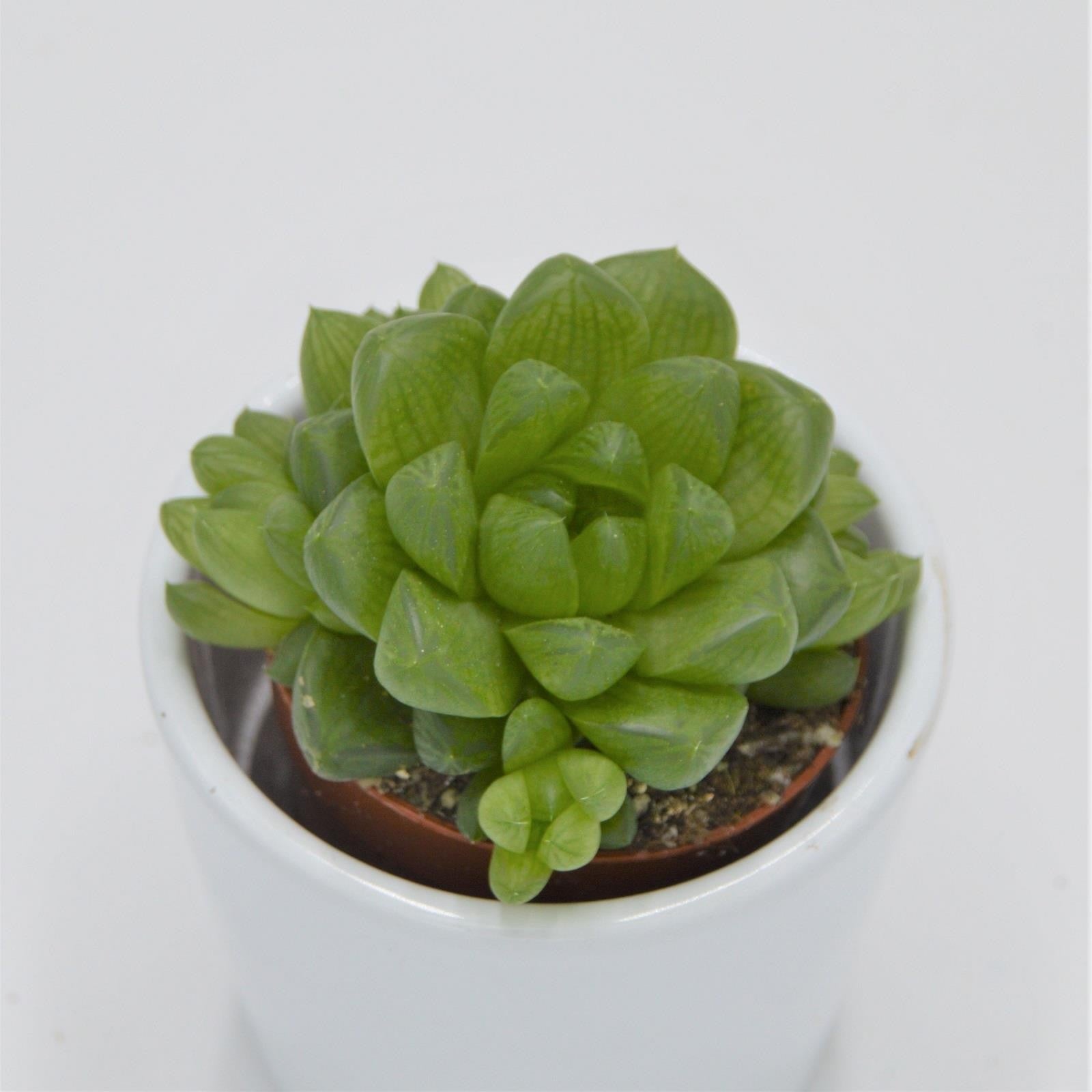 pasiora-haworthia-obtusa-sukkulente-5-5cm-topf image 1