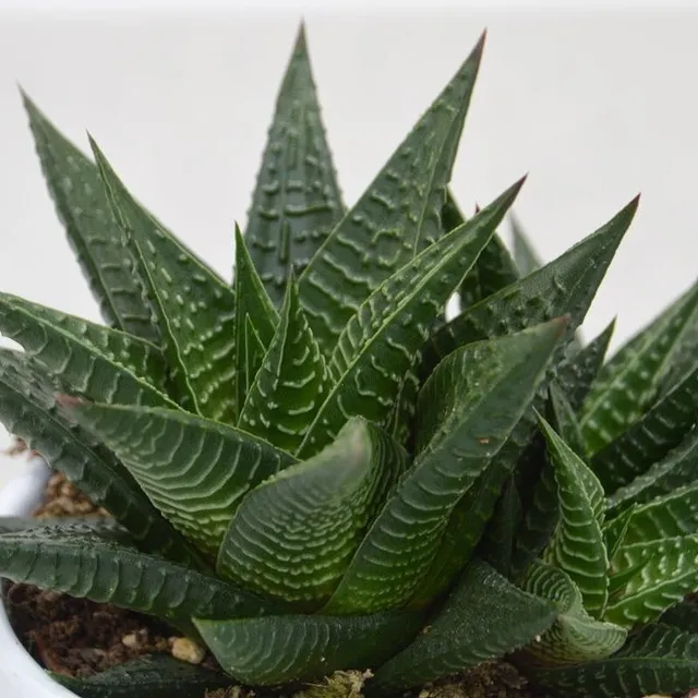 pasiora-haworthia-limifolia-10-5-cm-topf image 1