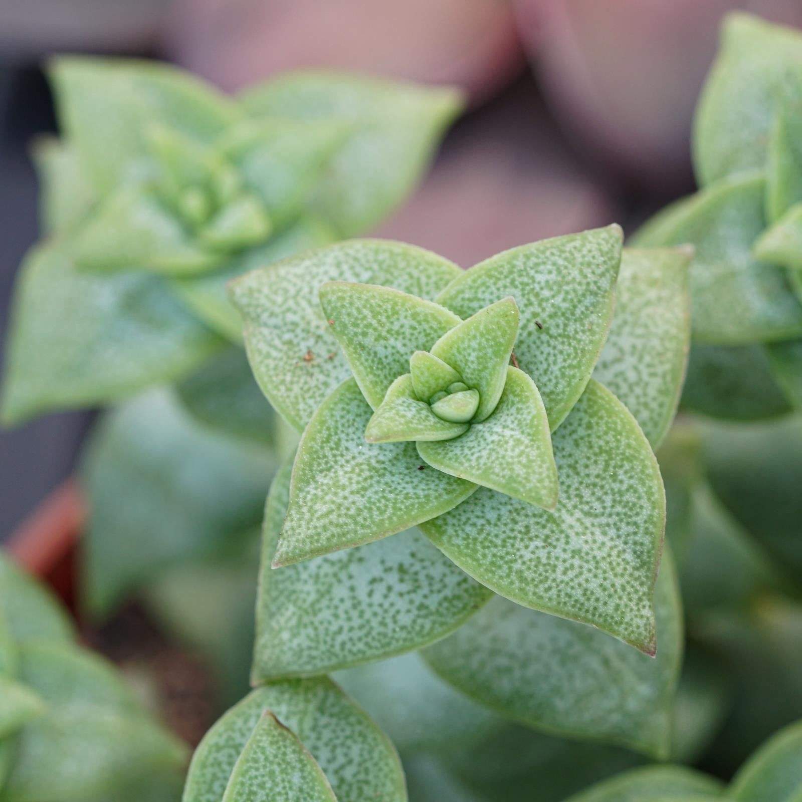 pasiora-crassula-perforata-sukkulente-8-5cm-topf image 3
