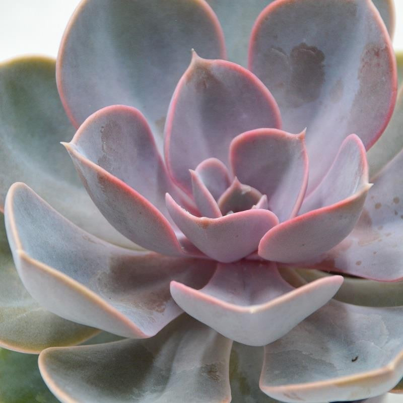 pasiora-echeveria-perle-von-n-rnberg-sukkulente-9cm image 1