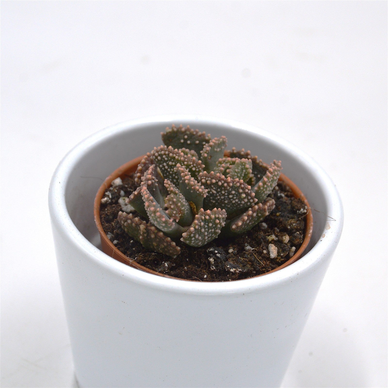 pasiora-titanopsis-fulleri-sukkulente-5-5-cm image 2