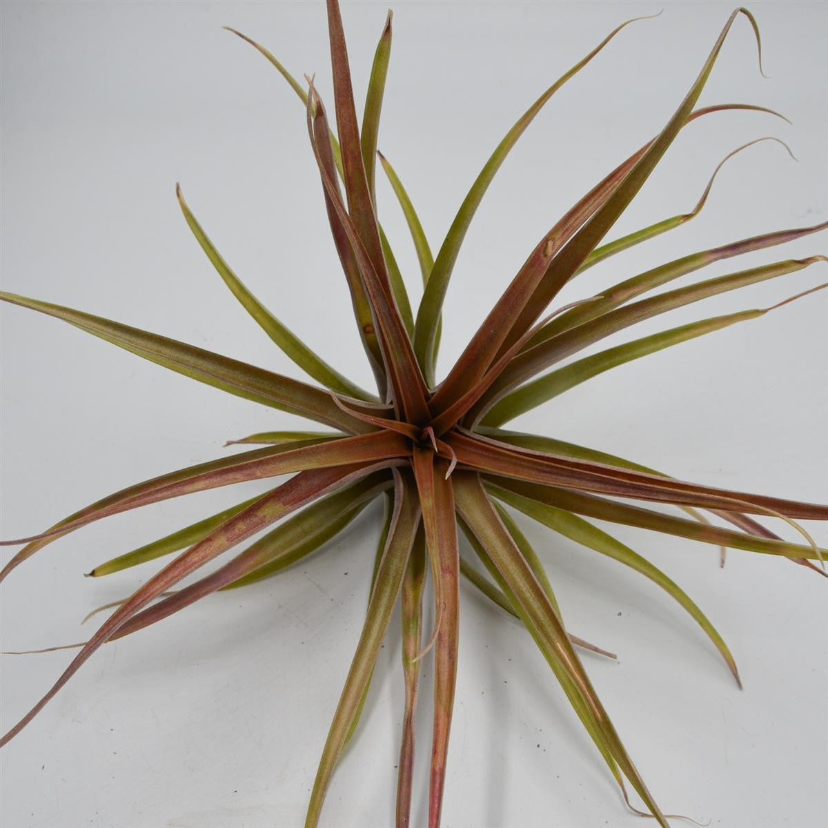 pasiora-tillandsia-brachycaulos-var-multiflora-xl-luftnelke image 1