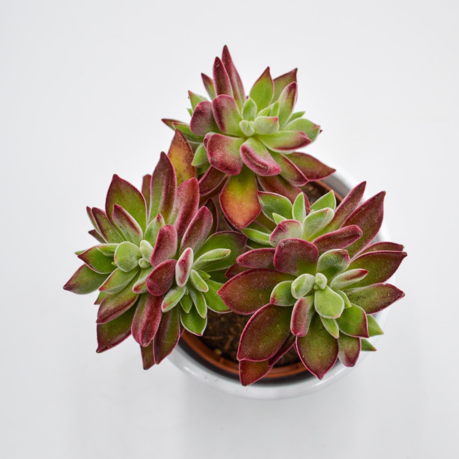pasiora-echeveria-pulvinata-devotion-sukkulente-8-5-cm-topf image 4