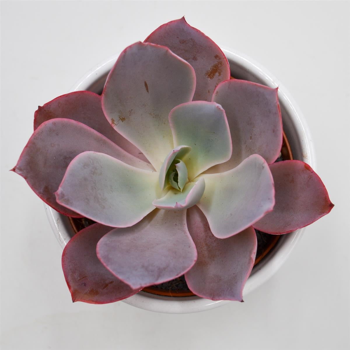 pasiora-echeveria-afterglow-sukkulente-10-5cm image 4