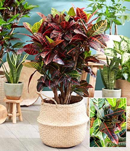 baldur-garten-wunderstrauch-kroton-excellent-zimmerpflanze-55-65-cm-im-17-cm-top image 7