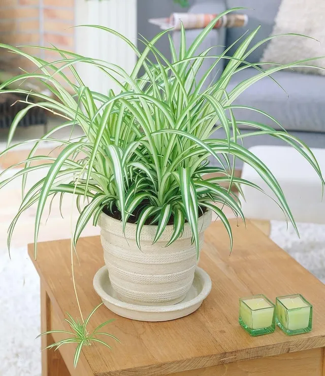 baldur-garten-chlorophytum-variegatum-gr-nlilie-12-cm-topf image 1