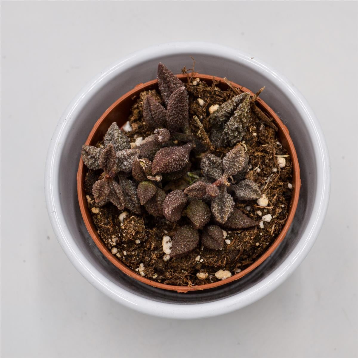pasiora-adromischus-marianiae-coffee-bean-8-5cm-topf image 1