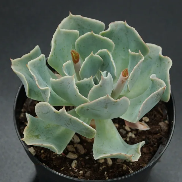 pasiora-echeveria-tsunami-rarit-t-einzelst-ck-indoor image 1
