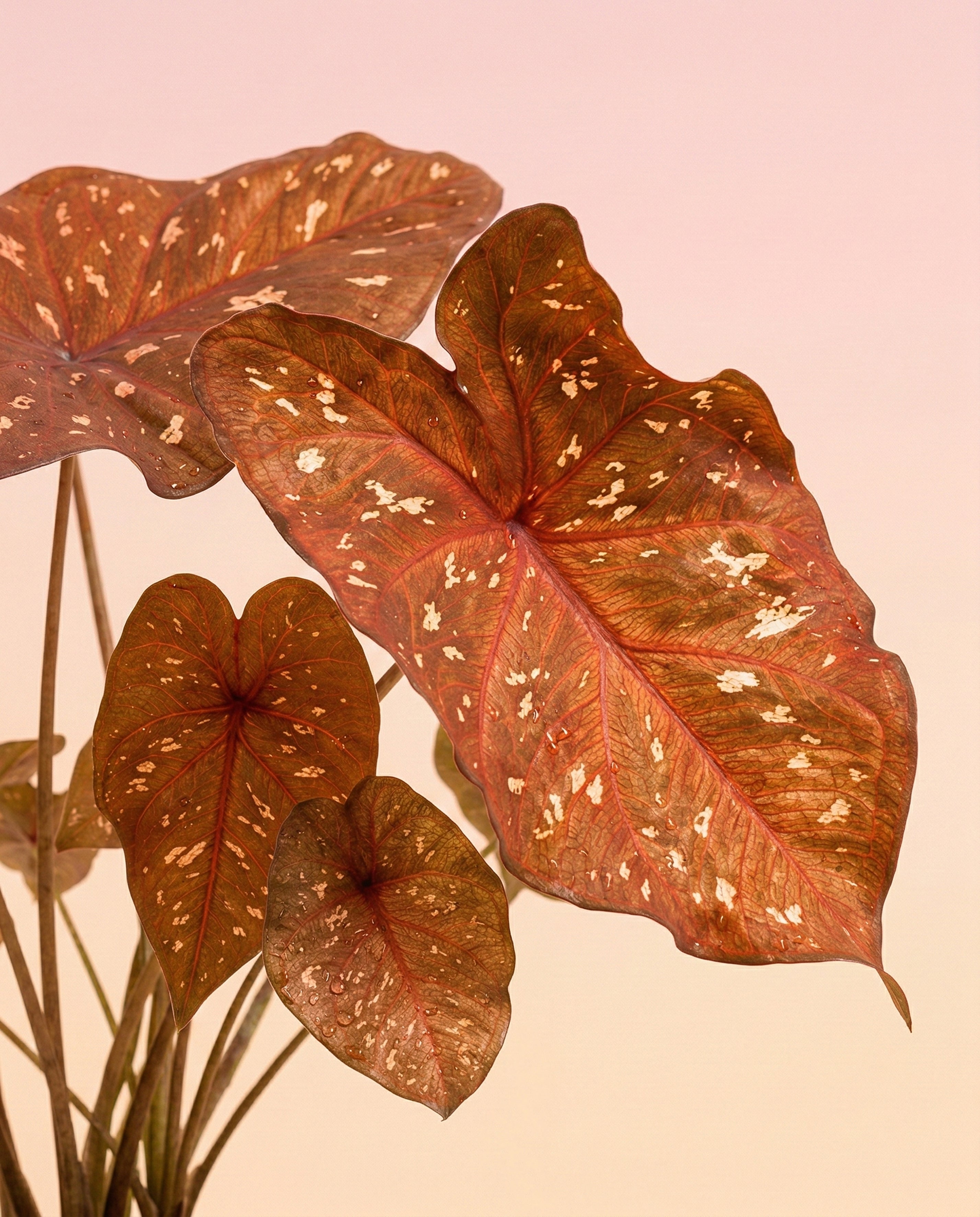 feey-caladium-burning-heart-zimmerpflanze-mit-rot-panaschierten-bl-ttern image 2
