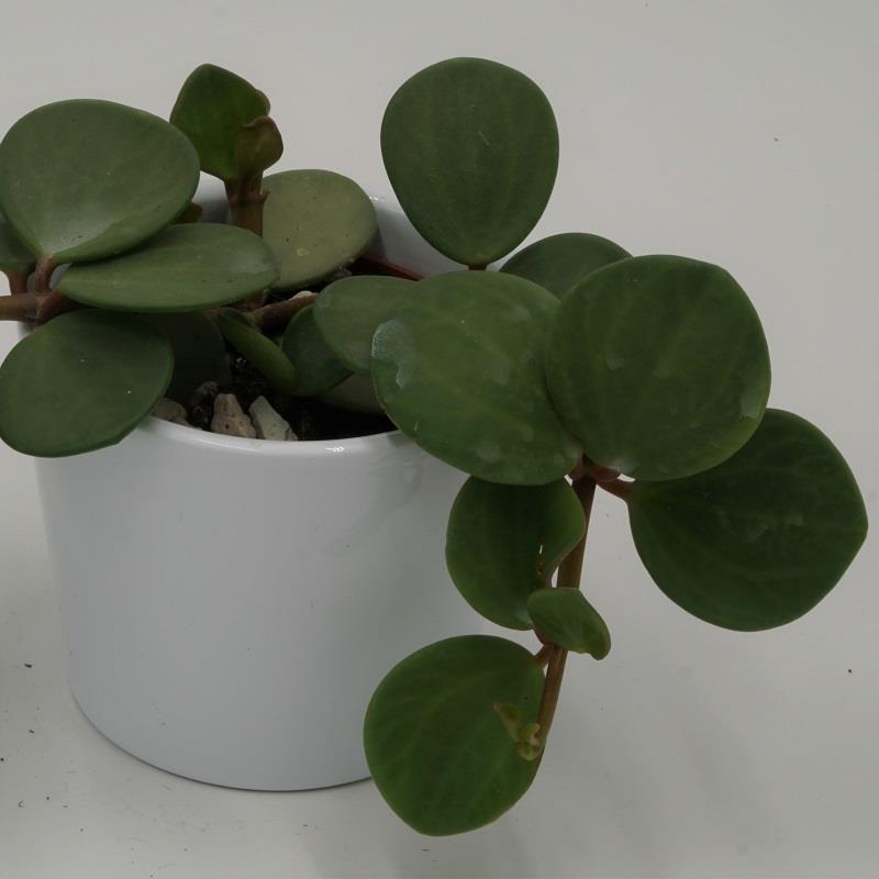 pasiora-peperomia-hope-sukkulente-6cm-halbschattig image 1