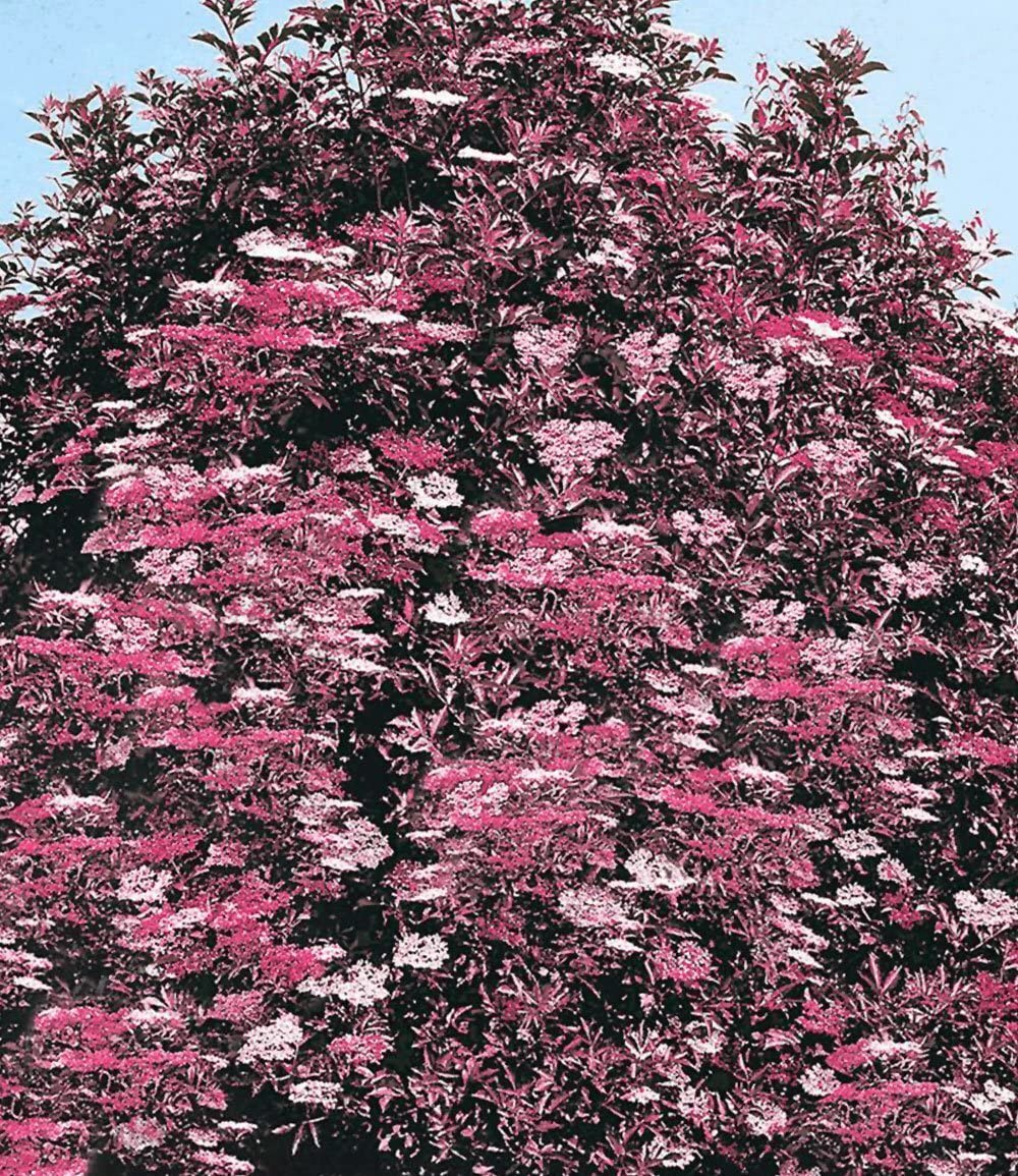 baldur-garten-holunder-thundercloud-sambucus-nigra-17-cm-topf image 3