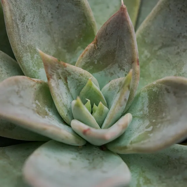 pasiora-echeveria-silver-queen-sukkulente-8-5cm-topf image 1