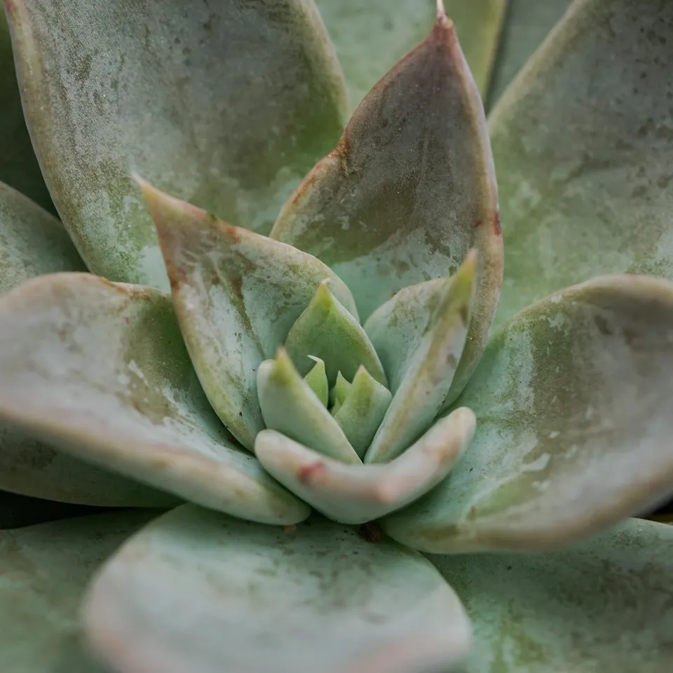pasiora-echeveria-silver-queen-sukkulente-8-5cm-topf image 1