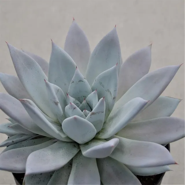pasiora-echeveria-mexican-giant-sukkulente-17cm-xxl-rosette image 1
