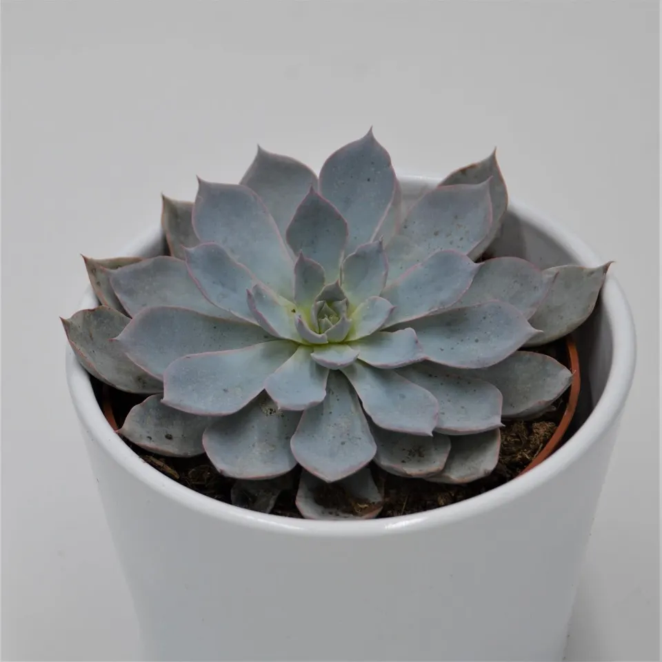 pasiora-echeveria-subessilis-rosetten-sukkulente-10-5cm image 1